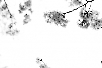 Kyoto - Sakura - Cherry Blossom - 2012