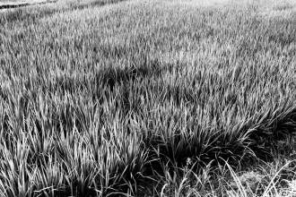 Kyoto - Rice fields - 2016