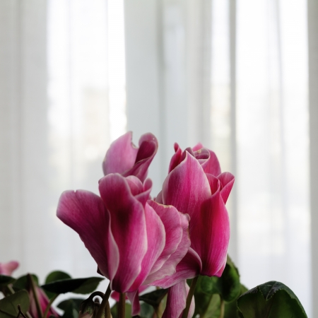 Almost springtime... outside